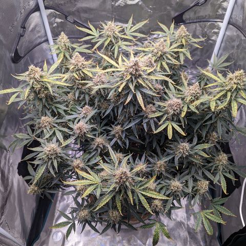 Tastebudz Forbidden Fruitz growlog timeline photo
