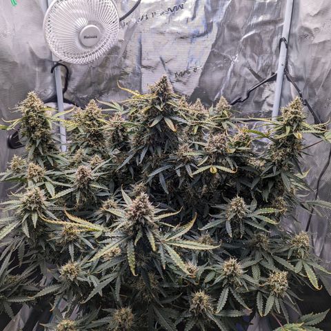 Tastebudz Forbidden Fruitz growlog timeline photo