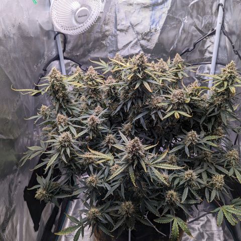 Tastebudz Forbidden Fruitz growlog timeline photo