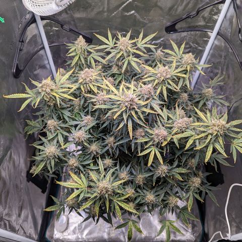 Tastebudz Forbidden Fruitz growlog timeline photo