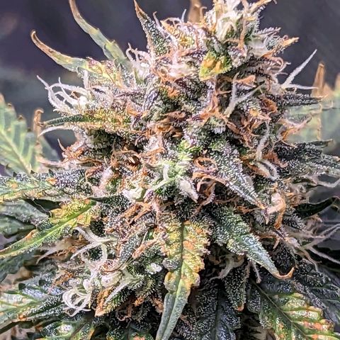 Tastebudz Forbidden Fruitz growlog timeline photo