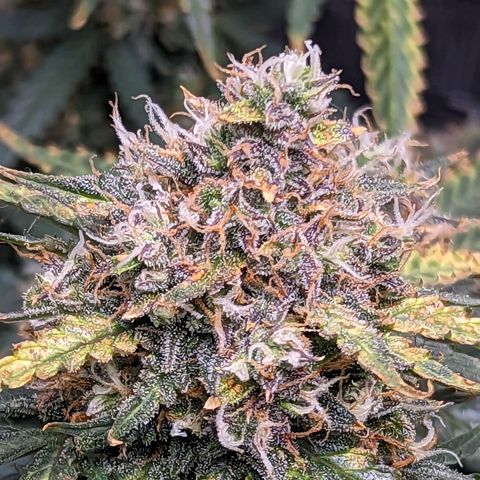 Tastebudz Forbidden Fruitz growlog timeline photo