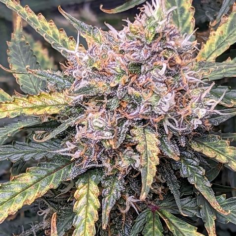 Tastebudz Forbidden Fruitz growlog timeline photo