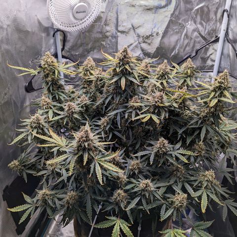 Tastebudz Forbidden Fruitz growlog timeline photo