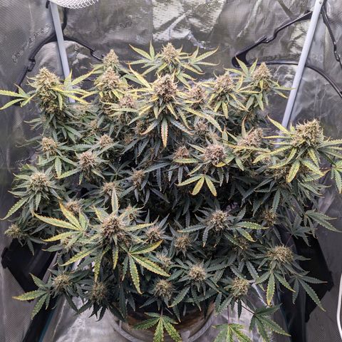 Tastebudz Forbidden Fruitz growlog timeline photo