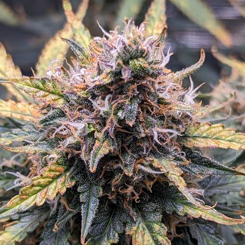 Tastebudz Forbidden Fruitz growlog timeline photo