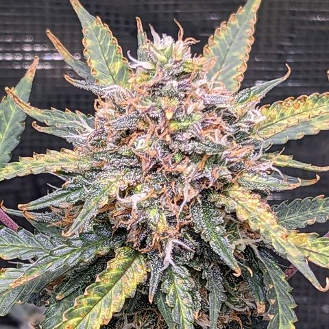 Tastebudz Forbidden Fruitz growlog timeline photo