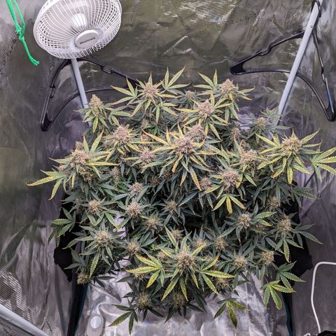 Tastebudz Forbidden Fruitz growlog timeline photo