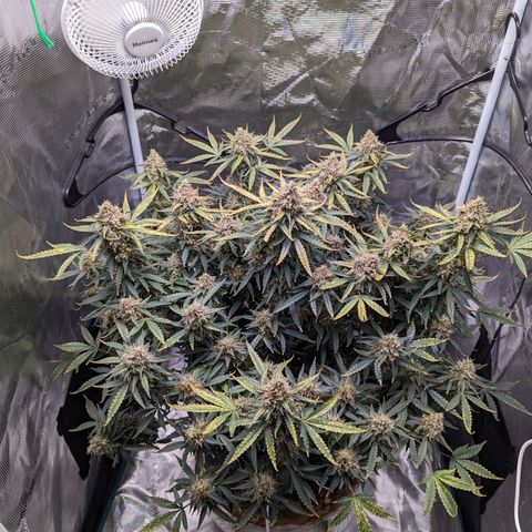 Tastebudz Forbidden Fruitz growlog timeline photo