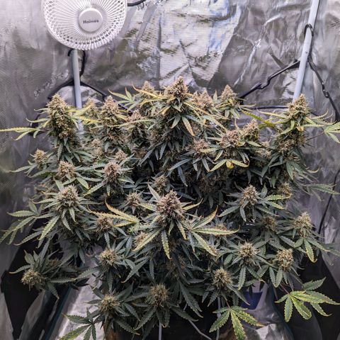 Tastebudz Forbidden Fruitz growlog timeline photo
