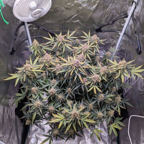 Tastebudz Forbidden Fruitz growlog timeline photo