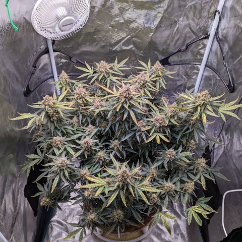 Tastebudz Forbidden Fruitz growlog timeline photo
