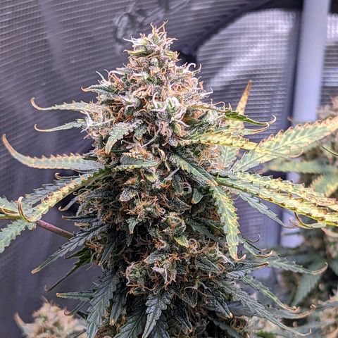 Tastebudz Forbidden Fruitz growlog timeline photo