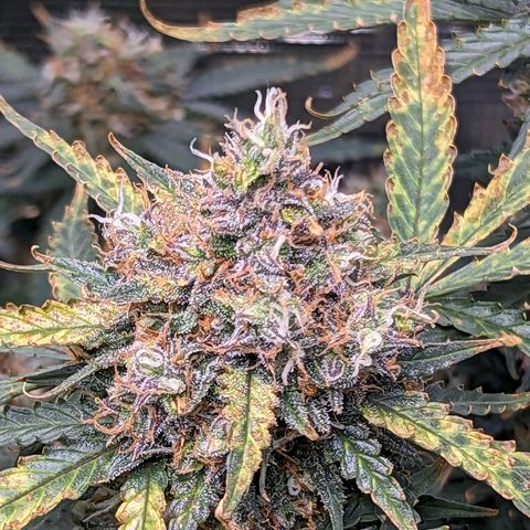 Tastebudz Forbidden Fruitz growlog timeline photo