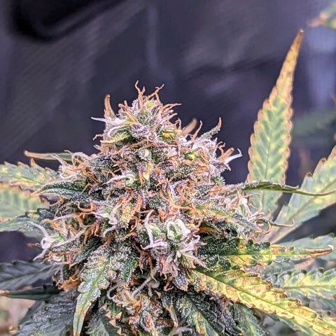 Tastebudz Forbidden Fruitz growlog timeline photo