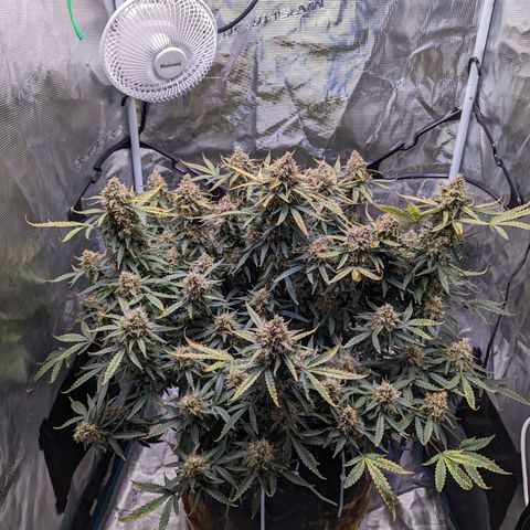 Tastebudz Forbidden Fruitz growlog timeline photo