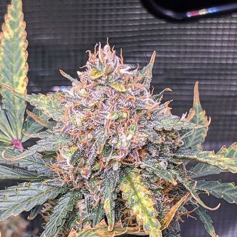 Tastebudz Forbidden Fruitz growlog timeline photo