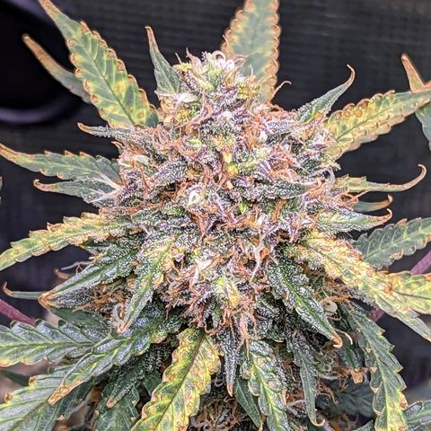 Tastebudz Forbidden Fruitz growlog timeline photo