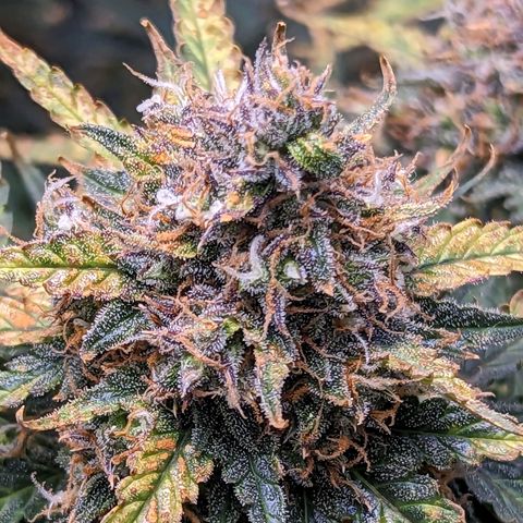 Tastebudz Forbidden Fruitz growlog timeline photo