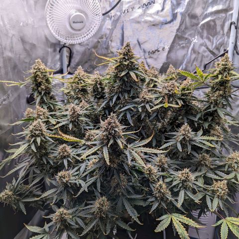Tastebudz Forbidden Fruitz growlog timeline photo