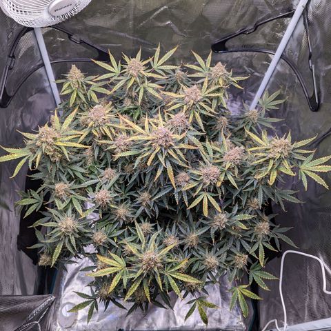 Tastebudz Forbidden Fruitz growlog timeline photo