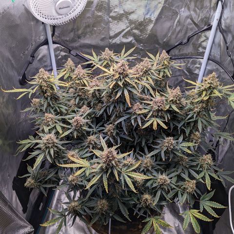 Tastebudz Forbidden Fruitz growlog timeline photo