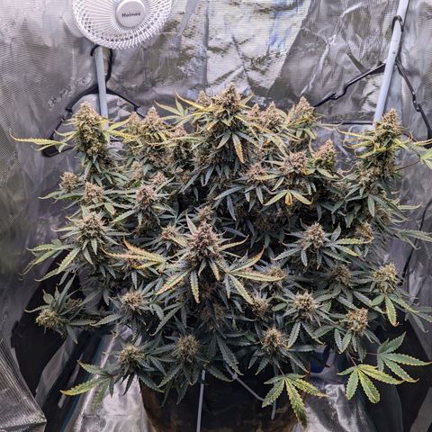 Tastebudz Forbidden Fruitz growlog timeline photo