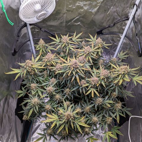 Tastebudz Forbidden Fruitz growlog timeline photo