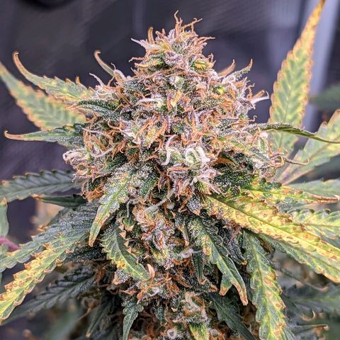 Tastebudz Forbidden Fruitz growlog timeline photo