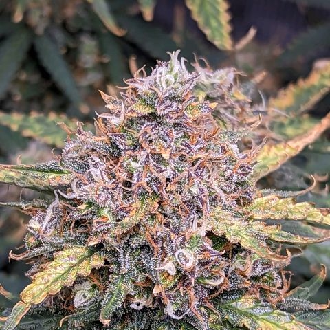 Tastebudz Forbidden Fruitz growlog timeline photo