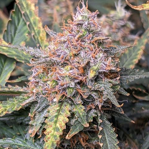 Tastebudz Forbidden Fruitz growlog timeline photo