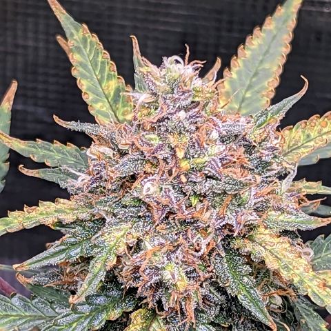 Tastebudz Forbidden Fruitz growlog timeline photo