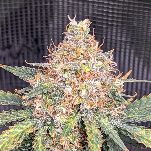 Tastebudz Forbidden Fruitz growlog timeline photo