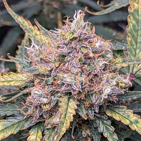 Tastebudz Forbidden Fruitz growlog timeline photo