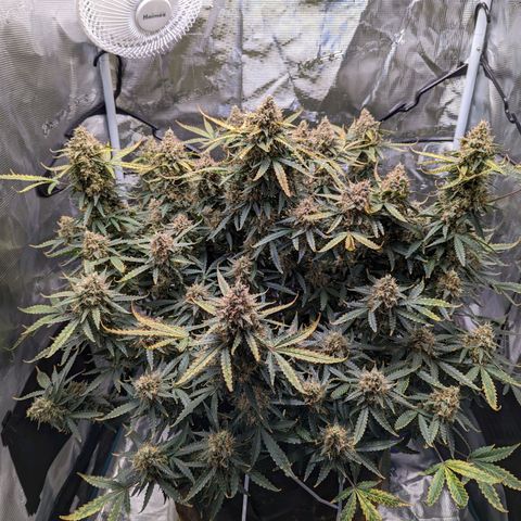 Tastebudz Forbidden Fruitz growlog timeline photo