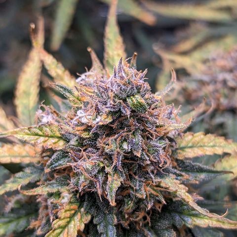 Tastebudz Forbidden Fruitz growlog timeline photo