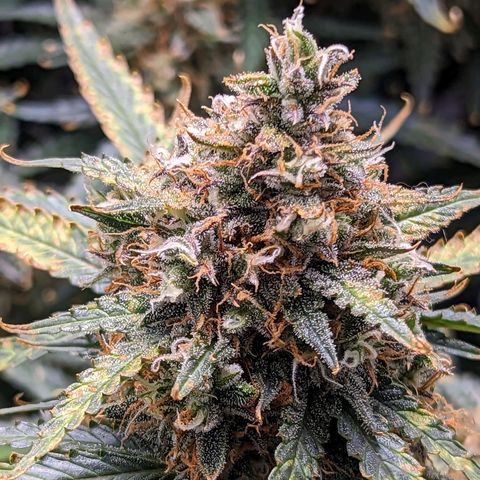 Tastebudz Forbidden Fruitz growlog timeline photo