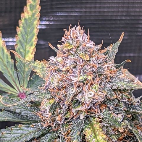Tastebudz Forbidden Fruitz growlog timeline photo