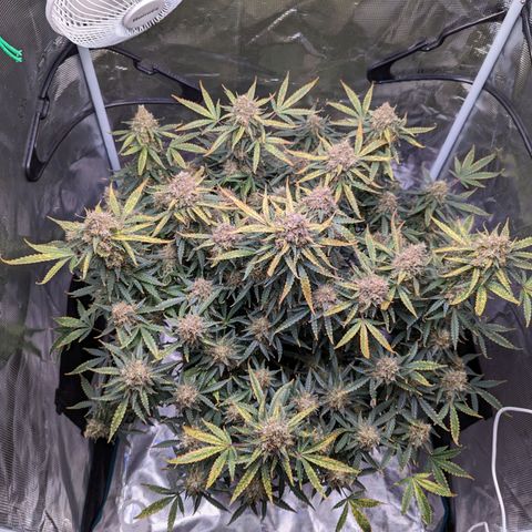 Tastebudz Forbidden Fruitz growlog timeline photo