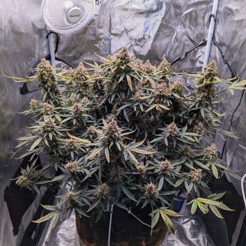 Tastebudz Forbidden Fruitz growlog timeline photo