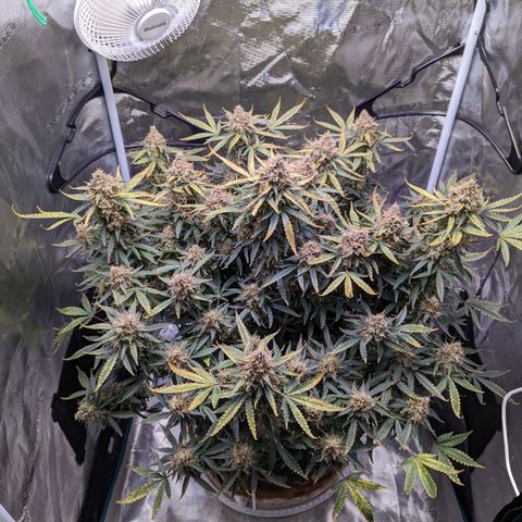 Tastebudz Forbidden Fruitz growlog timeline photo