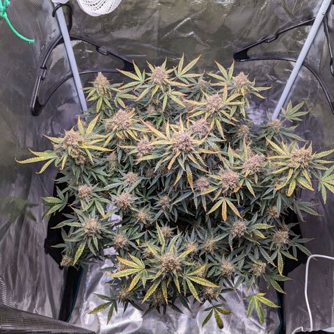 Tastebudz Forbidden Fruitz growlog timeline photo