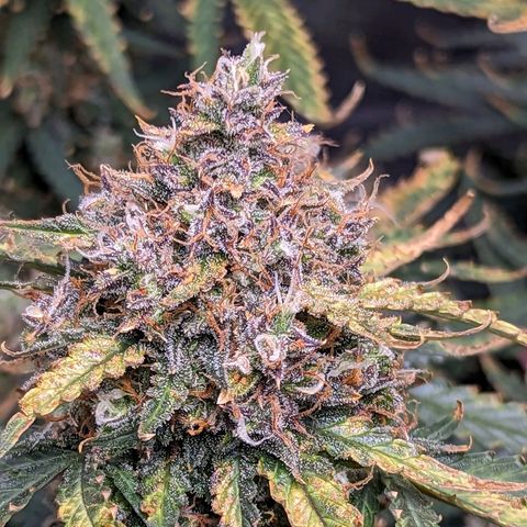 Tastebudz Forbidden Fruitz growlog timeline photo
