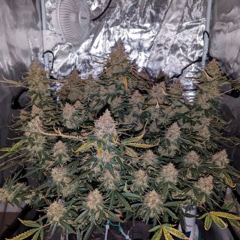 Tastebudz Forbidden Fruitz growlog timeline photo