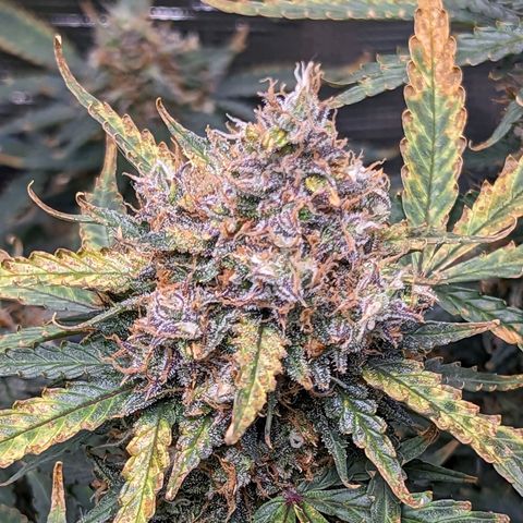 Tastebudz Forbidden Fruitz growlog timeline photo
