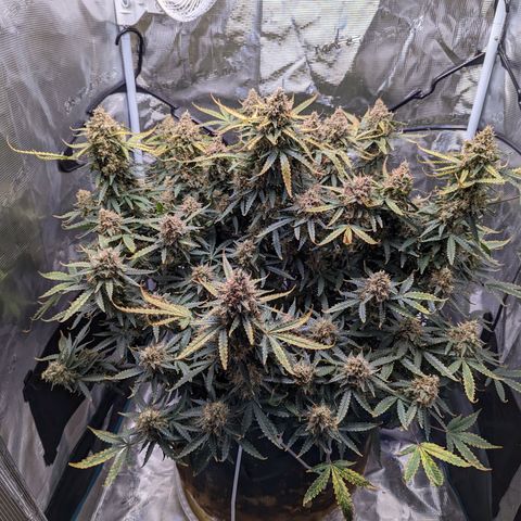 Tastebudz Forbidden Fruitz growlog timeline photo