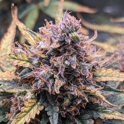 Tastebudz Forbidden Fruitz growlog timeline photo