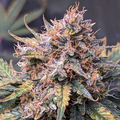 Tastebudz Forbidden Fruitz growlog timeline photo