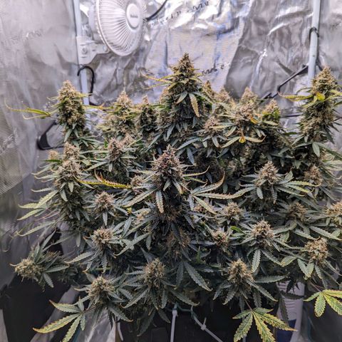 Tastebudz Forbidden Fruitz growlog timeline photo