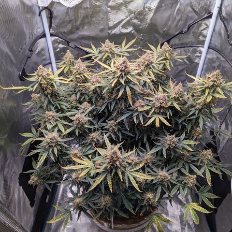 Tastebudz Forbidden Fruitz growlog timeline photo